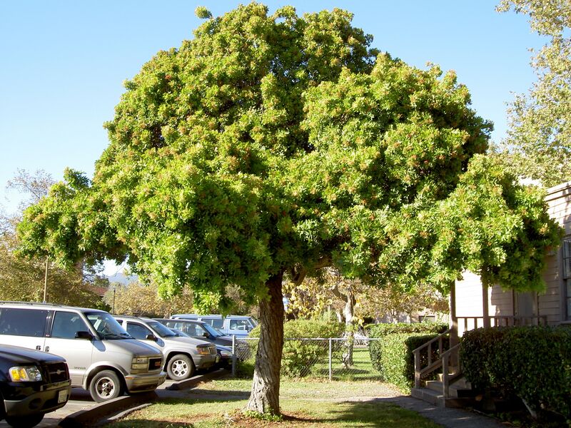 File:Brazilian pepper tree.jpg