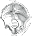 Squamous part of occipital bone