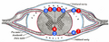 Thumbnail for version as of 12:51, 29 May 2026