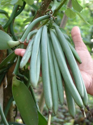 File:Vanilla beans.jpg