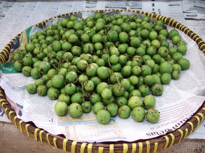 File:Bouea macrophylla young fruit.JPG