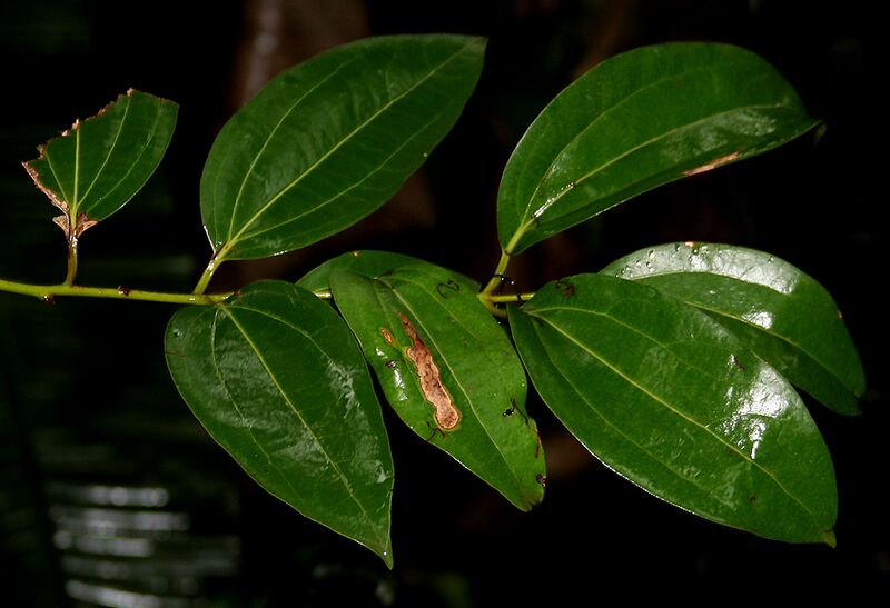File:Cinnamomum tamala W IMG 2433.jpg