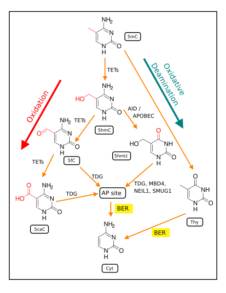 File:Demethylation of 5-methylcytosine.svg
