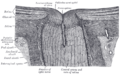 Ciliary arteries