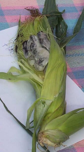 File:Huitlacoche.jpg