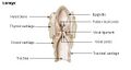 Illustration of the larynx