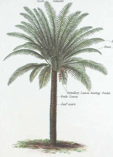 File:Cycad illus botanical atlas.jpg