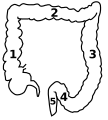 Ascending_colon