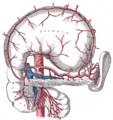 Illustration of the duodenum and its relation to surrounding organs.