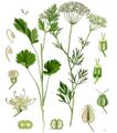 Anise plant