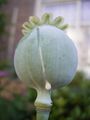 Psychoactive_plant