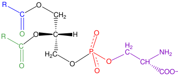 File:Phosphatidyl-Serine.svg