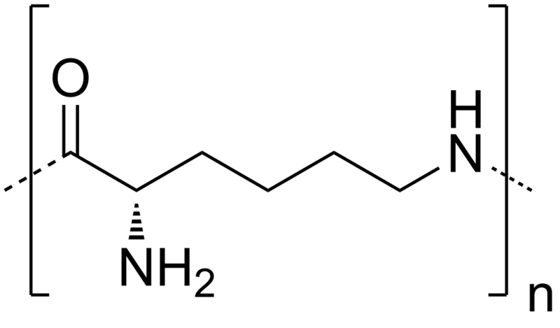 File:Polylysine.png