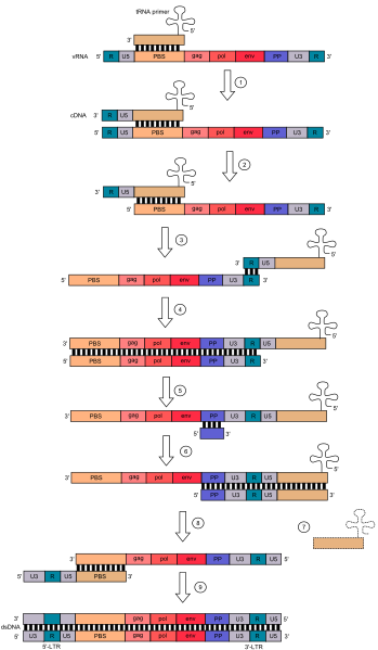 File:Reverse transcription.svg
