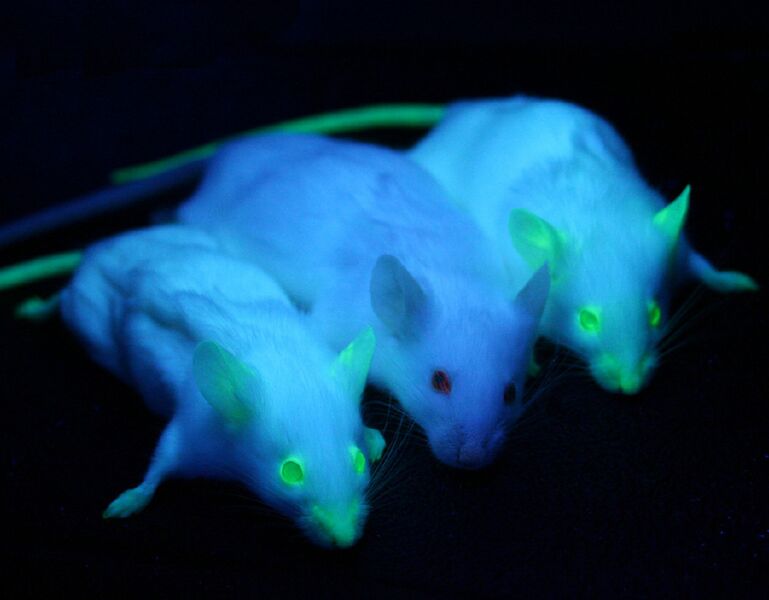 File:GFP Mice 01.jpg