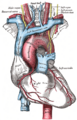 Anatomy of the aortic arch