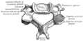 Gray's Anatomy illustration 84