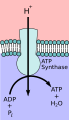 ATP synthase