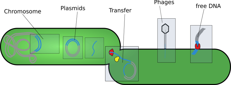 File:Bacterial mobile elements.svg