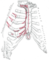 Subclavius muscle