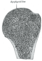 Gray's Anatomy illustration