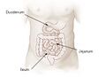 Illustration of the small intestine
