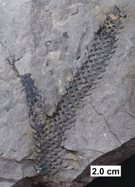 File:Lycopod axis.jpg