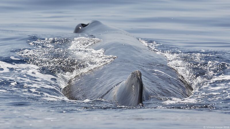 File:Sperm whale blowhole Vincze.jpg