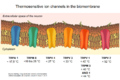 Thumbnail for version as of 22:26, 8 June 2026