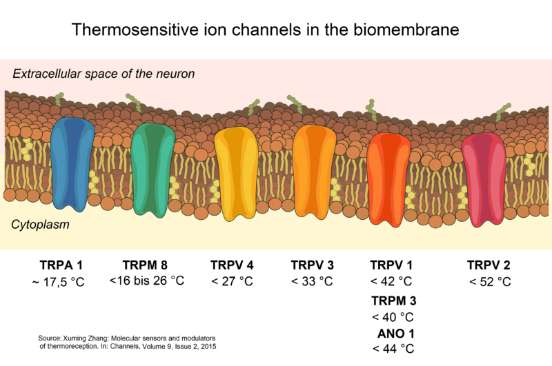 File:Thermoreception 2.png