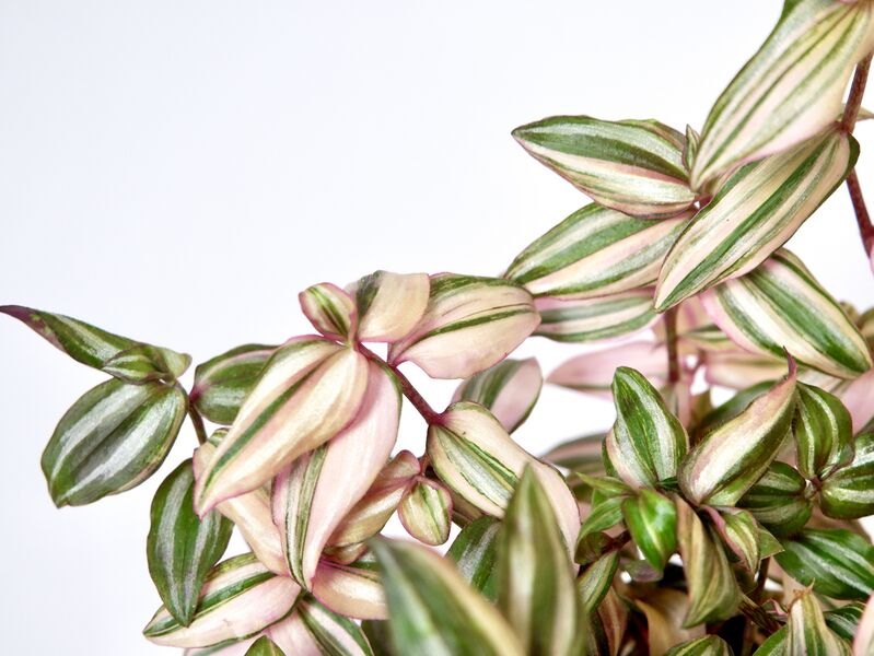 File:Tradescantia zebrina variegata 'Danny Lee'.jpg