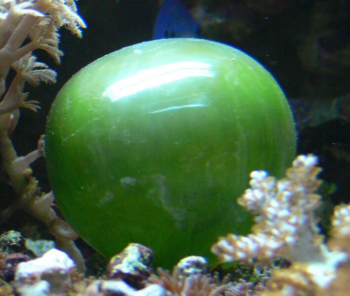 File:Ventricaria ventricosa.JPG