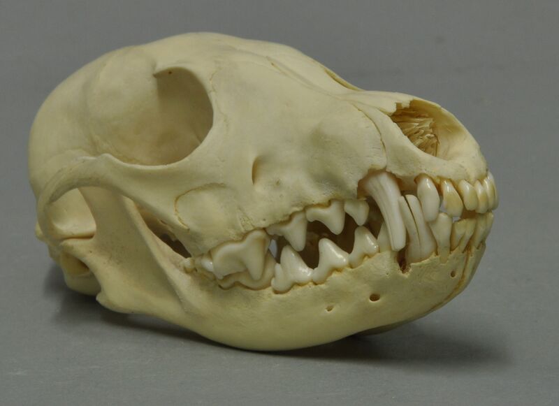 File:Alopex lagopus 05 MWNH 289.JPG