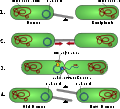 Conjugation