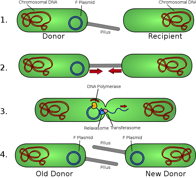 File:Conjugation.svg