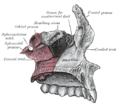 Palatine bone