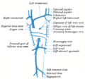 Subclavian vein and surrounding structures