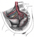 Muscles of the female perineum