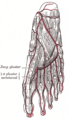 Anatomical illustration of the leg arteries, featuring the posterior tibial artery.