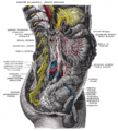 Thoracic ganglia