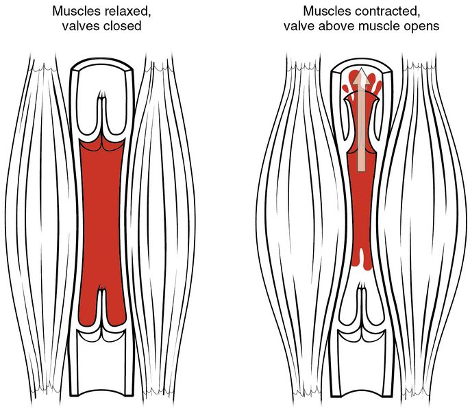 File:2114 Skeletal Muscle Vein Pump.jpg