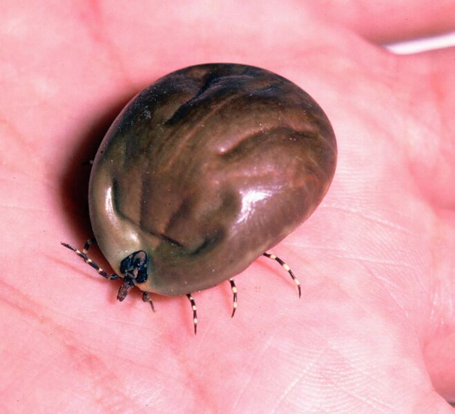 File:Amblyomma-variegatum-female-engorged.jpg
