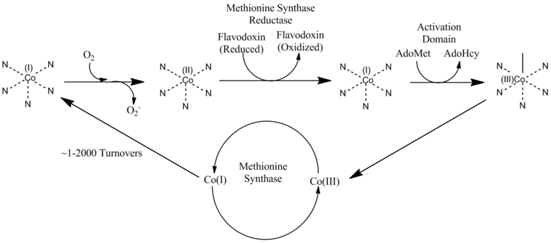 File:Methionine Synthase Reductase Pathway.png