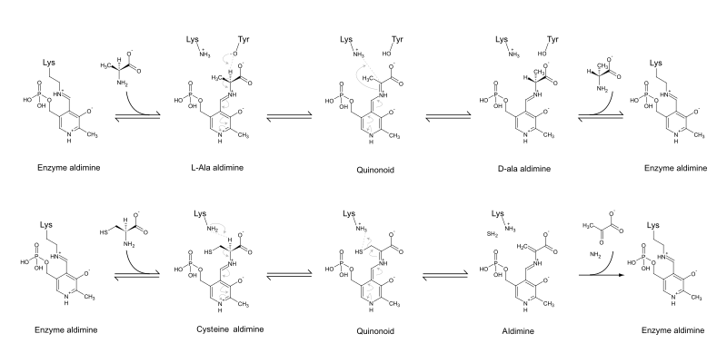 File:PLP mechanism.svg