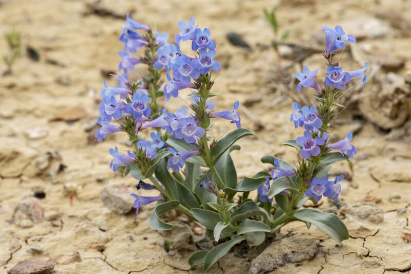 File:Penstemon nitidus.jpg