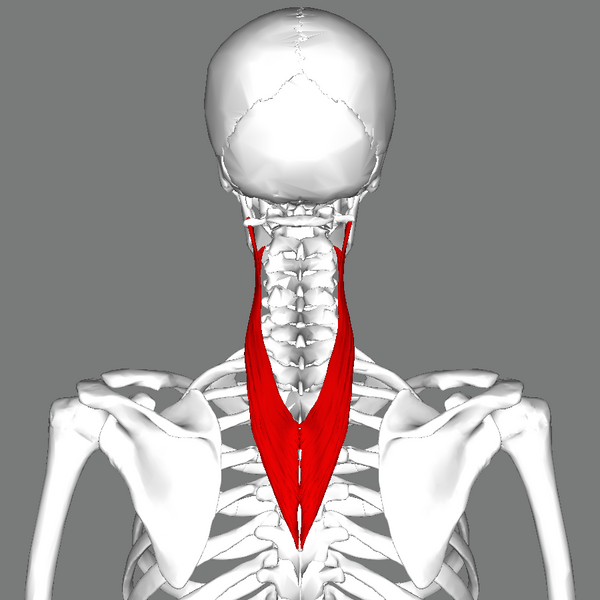 File:Splenius cervicis muscle back.png