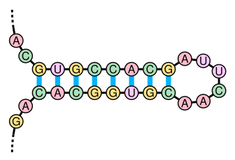 File:Stem-loop.svg
