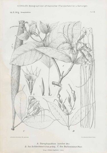 File:Strophanthus kombe00.jpg