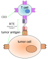 BiTE antibody