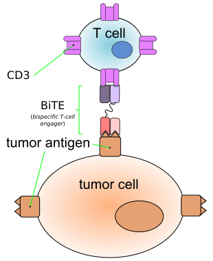 File:BiTE antibody en.svg